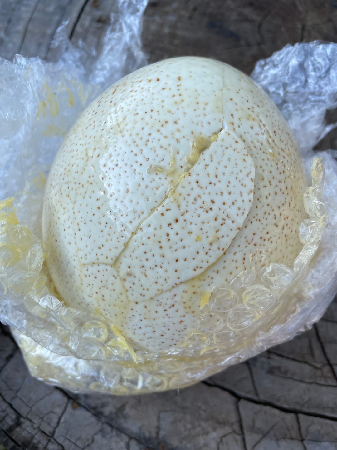 Customer photo review of Fresh Ostrich Egg