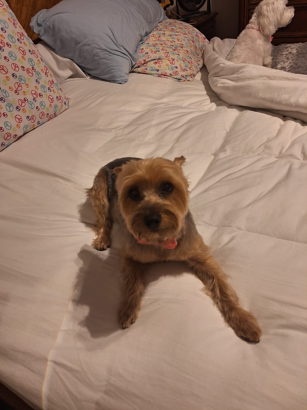 Customer photo review of Muscle Mat Luxury Mattress Topper - 4 Inches Thick