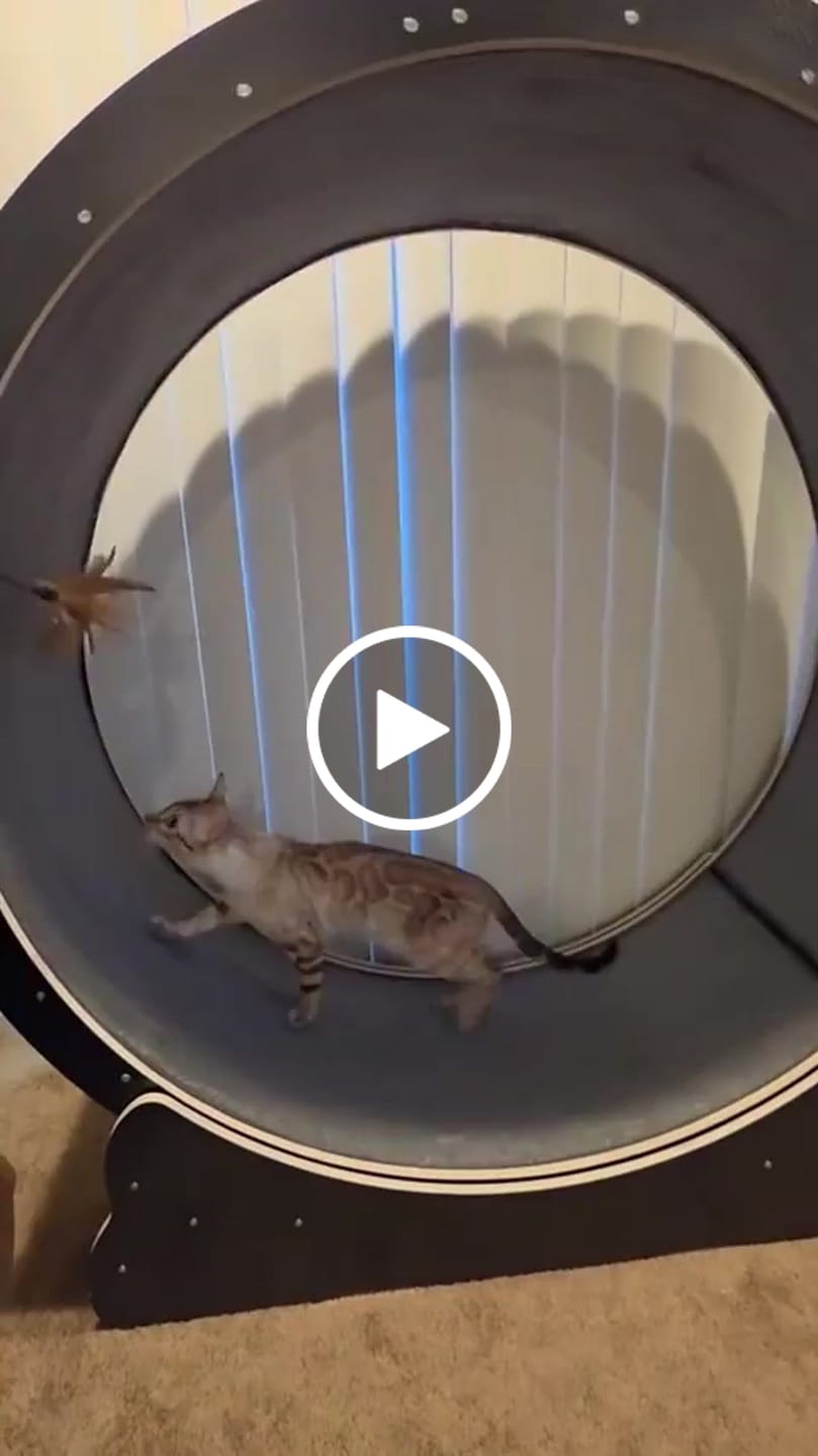 Customer video review of Nordic Beast Cat Wheel — Built for Large, High Energy Indoor Cats