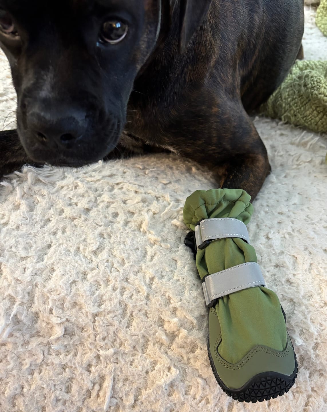 Customer photo review of Flex Shell Waterproof Dog Boots - Green