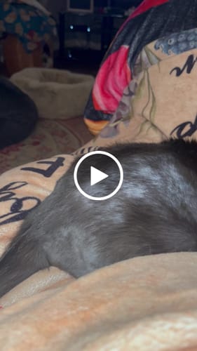 Customer video review of 6x Blisso Advanced Cat Probiotic