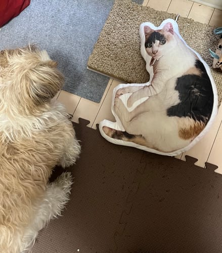 Customer photo review of 本物そっくり♪ペットクッション