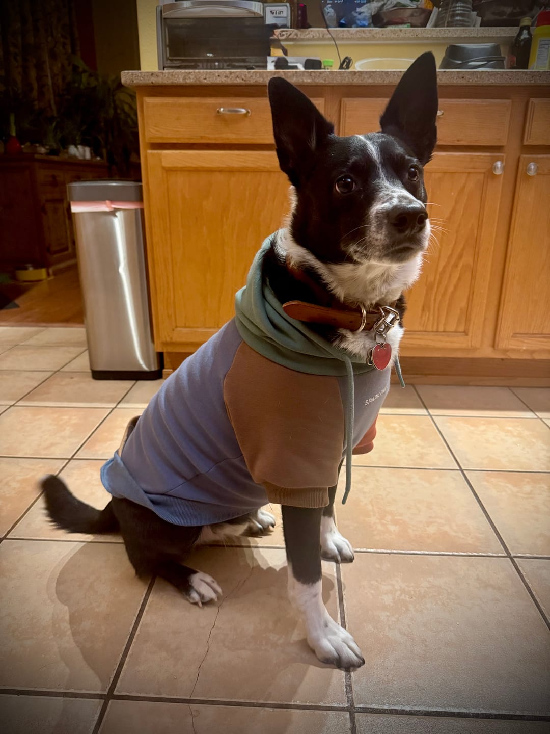Customer photo review of Alpine Dog Hoodie