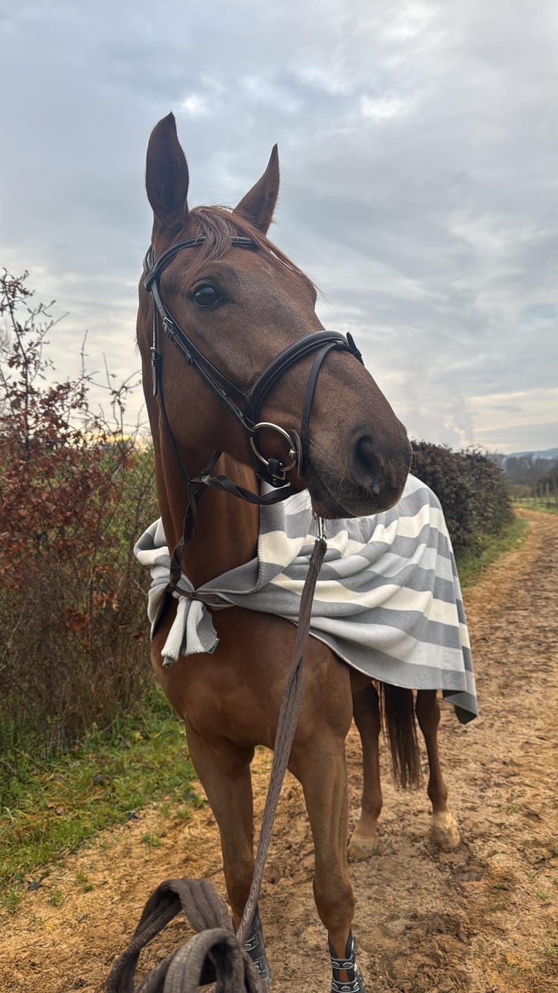 Customer photo review of Kristallkraft No1