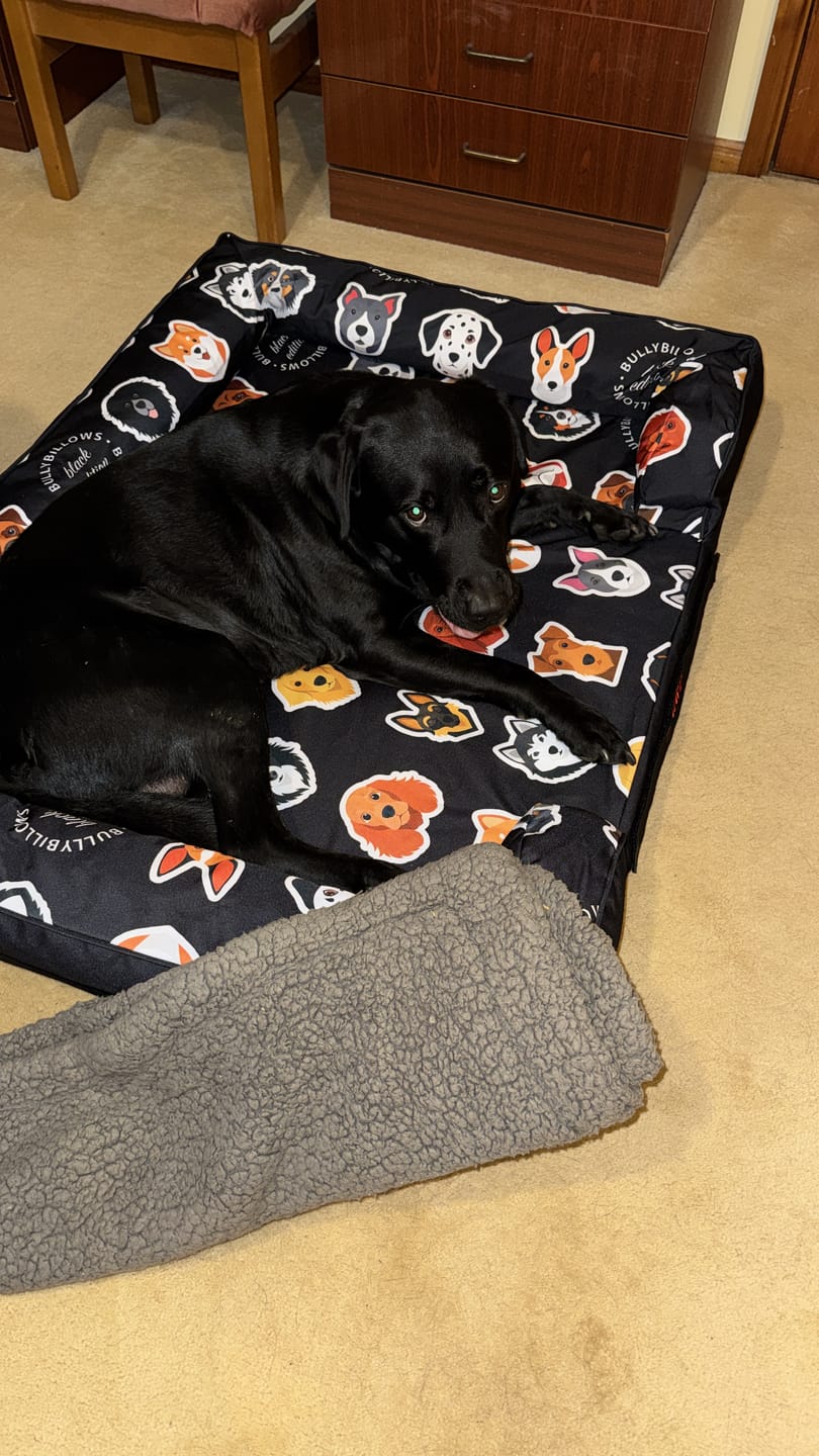 Customer photo review of Luxury Dog Bed - Black Edition | Add your dogs name