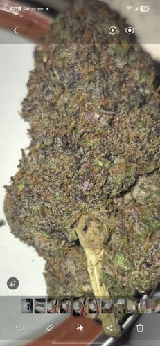 Customer photo review of GDP THCA Flower