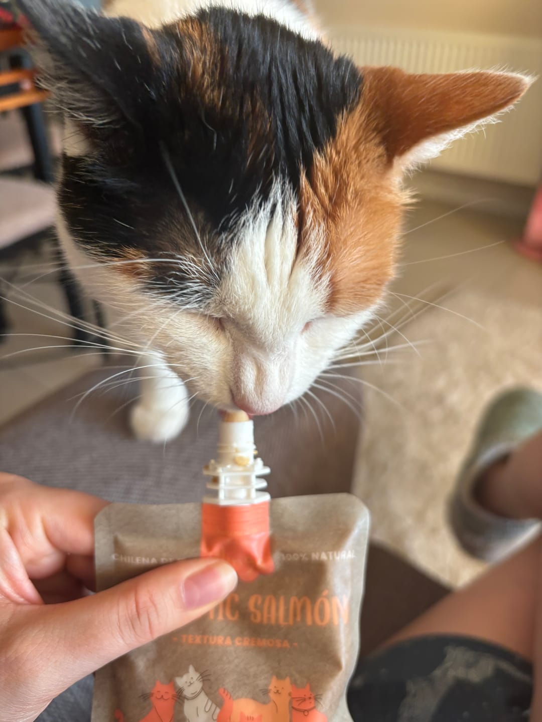 Customer photo review of Prebiotic Salmon Gatos