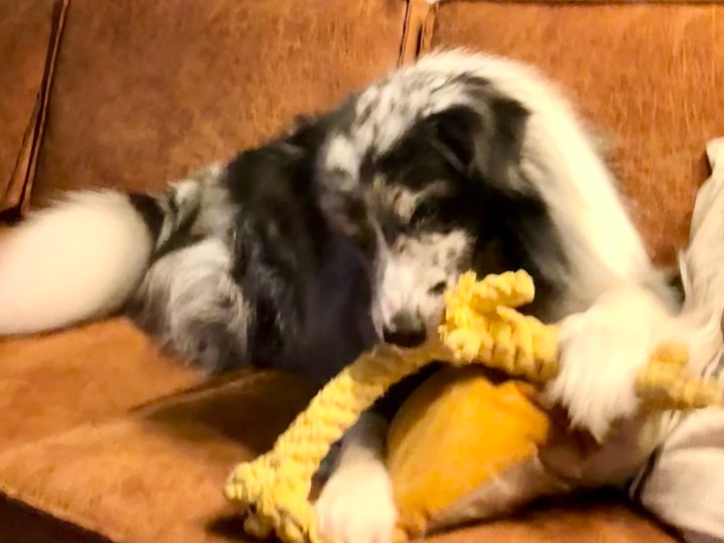 Customer photo review of Greta Giraffe – Handgemachtes Kauspielzeug aus Baumwolle für Hunde