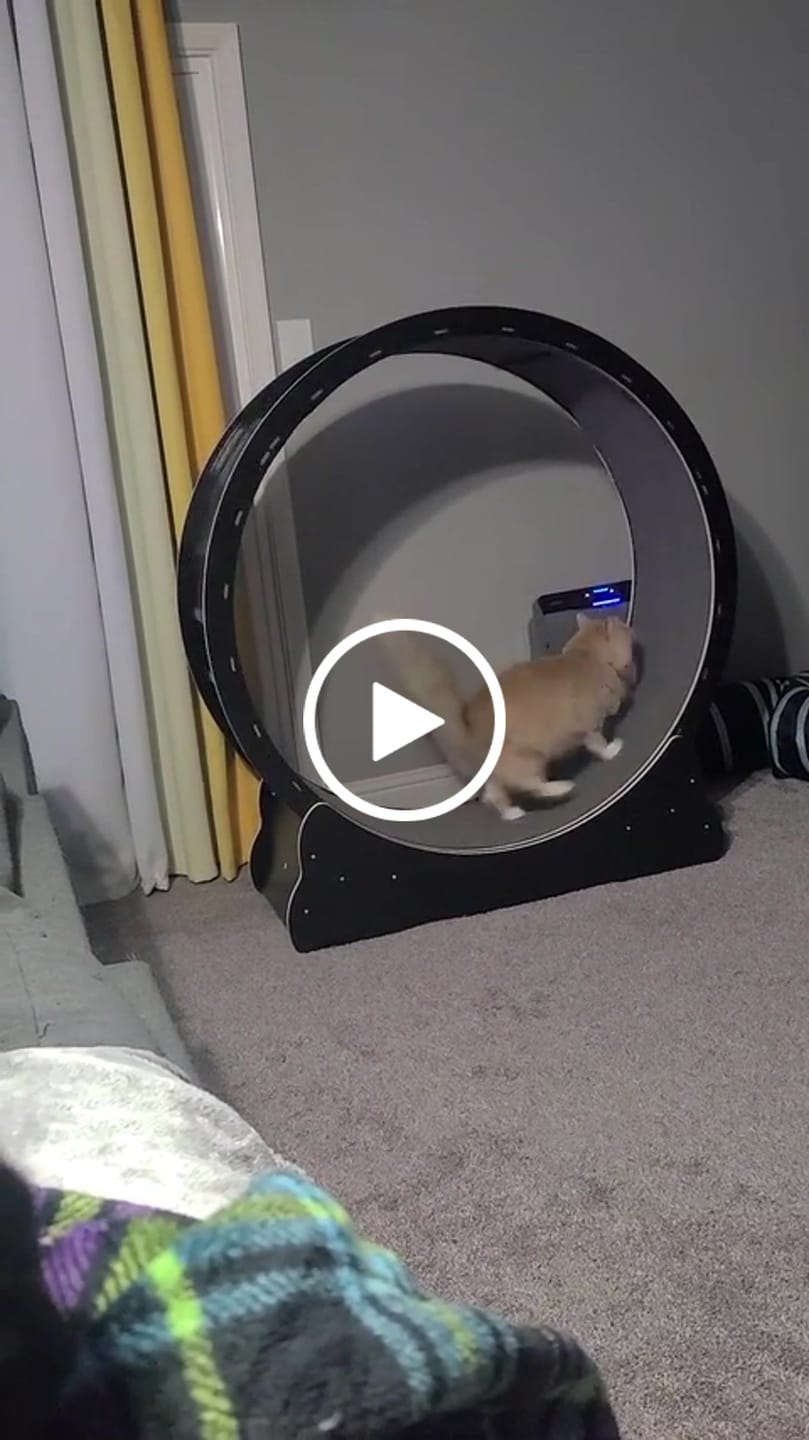 Customer video review of Nordic Beast Cat Wheel — Built for Large, High Energy Indoor Cats