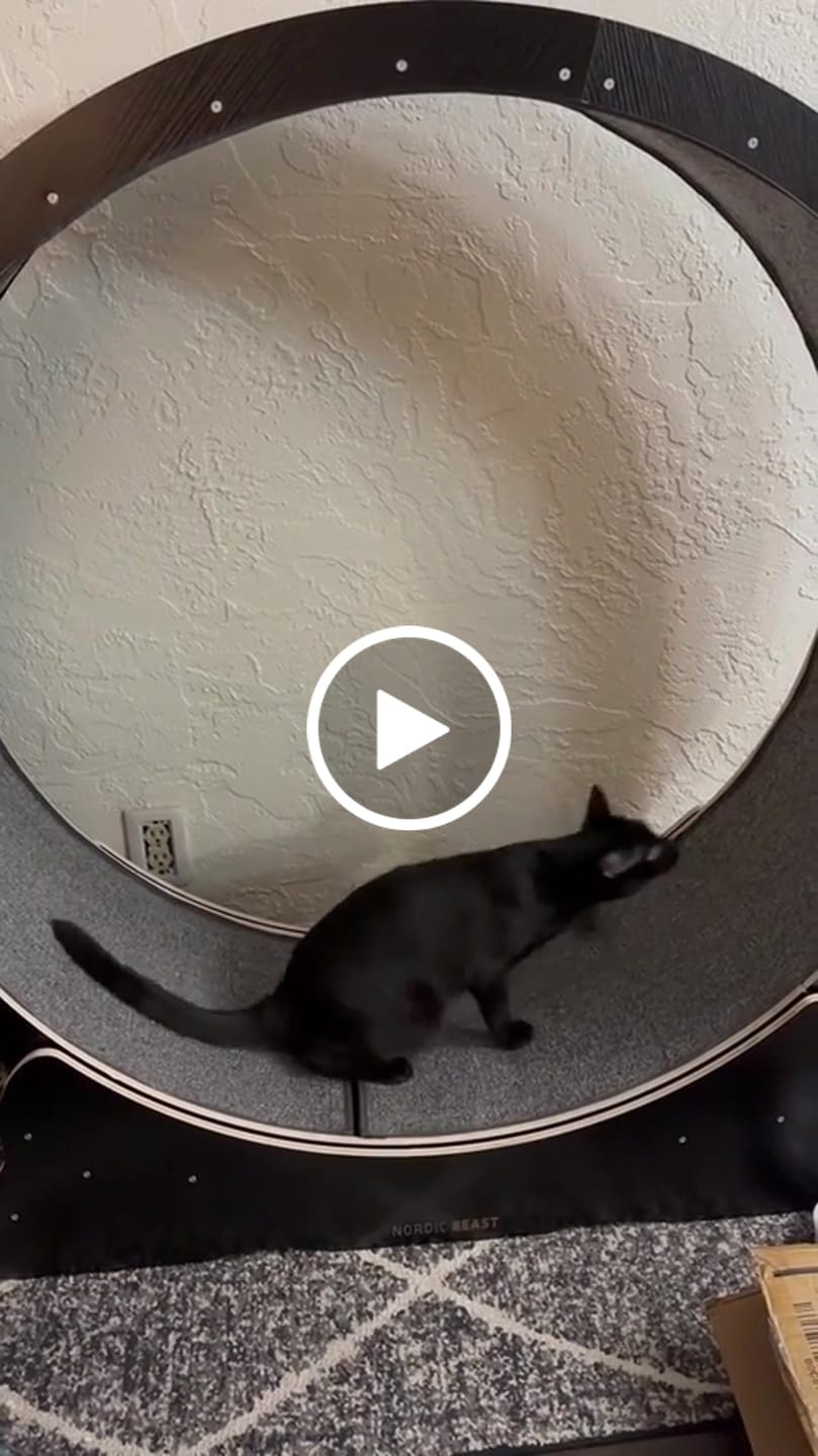 Customer video review of Nordic Beast Cat Wheel — Built for Large, High Energy Indoor Cats