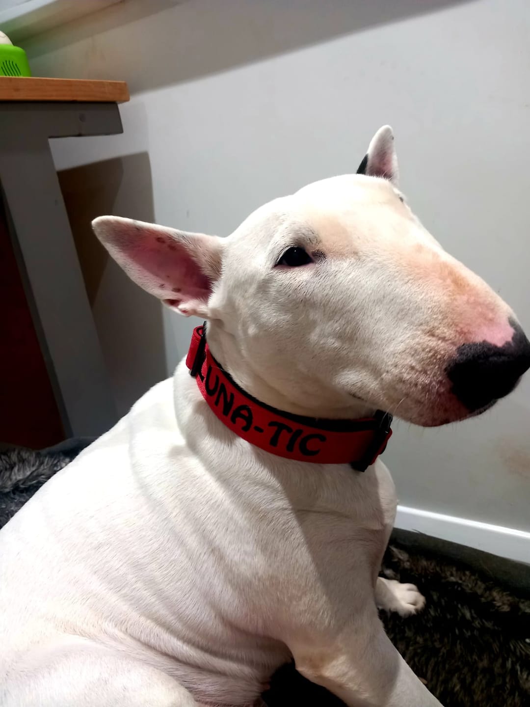 Customer photo review of 4cm Combat® Collar | Handle & Rated Clip - Red