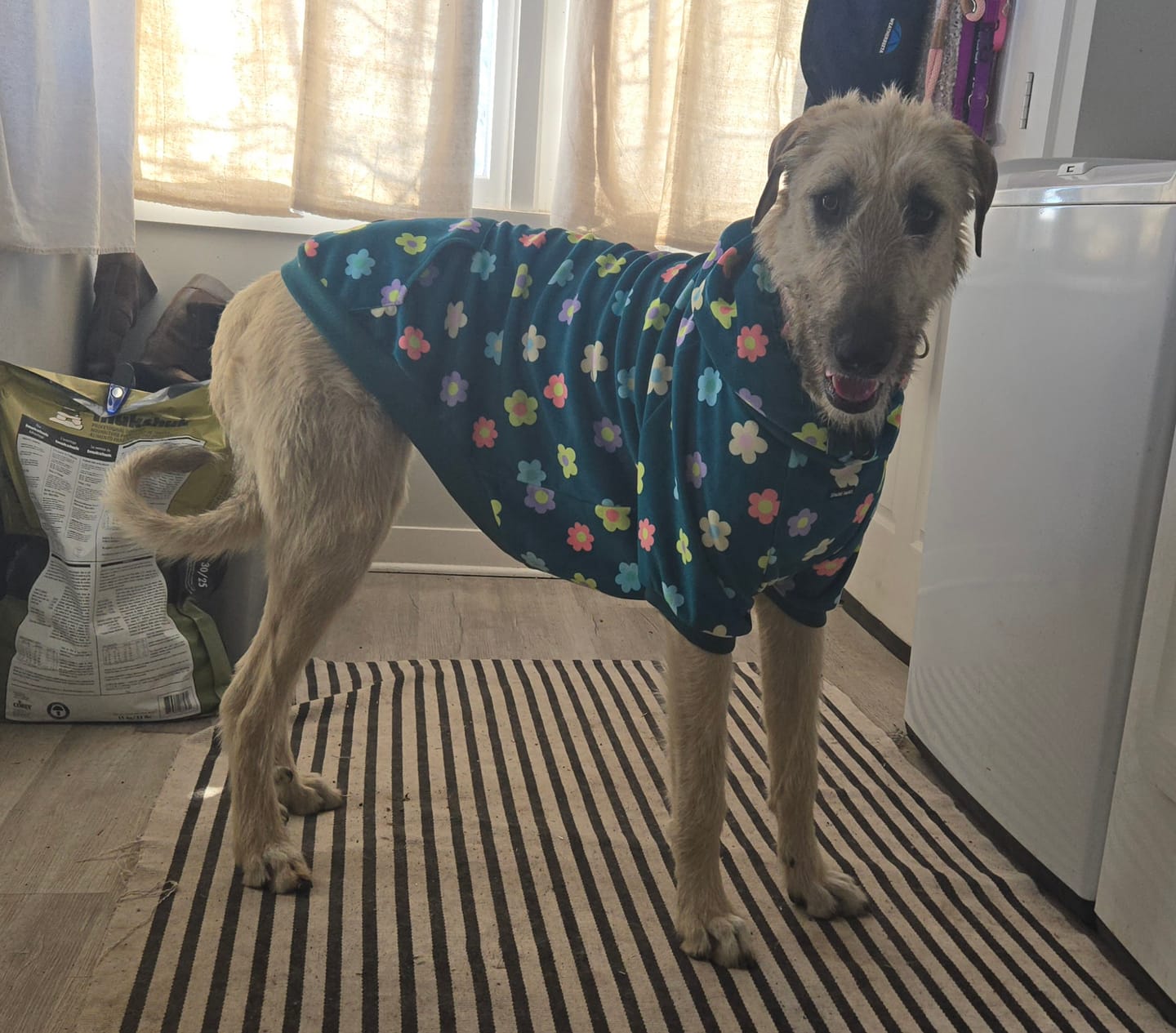 Customer photo review of Rodeo Dog Hoodie