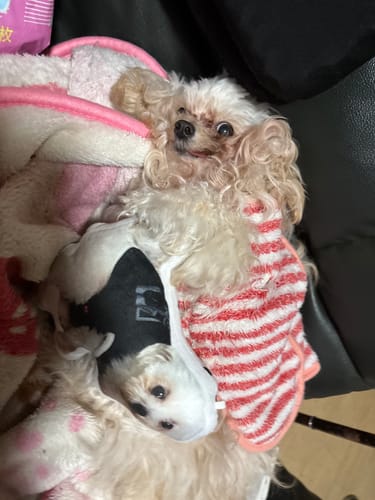 Customer photo review of 本物そっくり♪ペットクッション