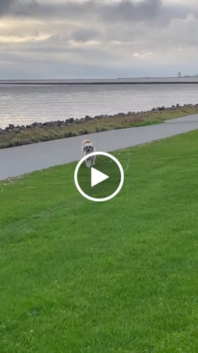 Customer video review of Wurmtest Plus Hund