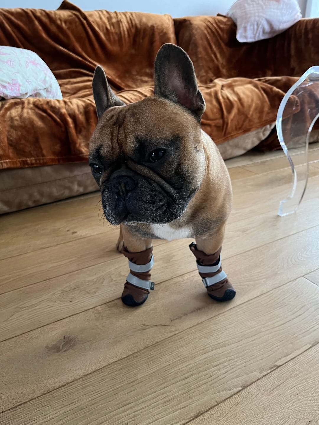 Customer photo review of Flex Shell Waterproof Dog Boots - Brown