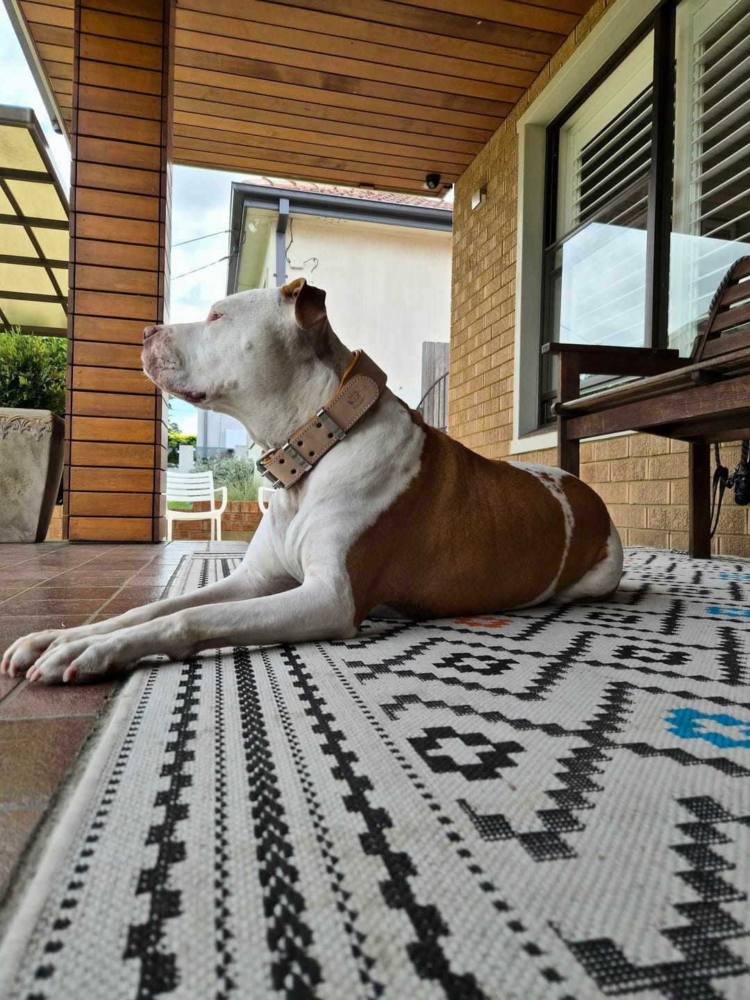 Customer photo review of Hand Made Leather Dog Collar - Classic Buckskin (Wide Fit)