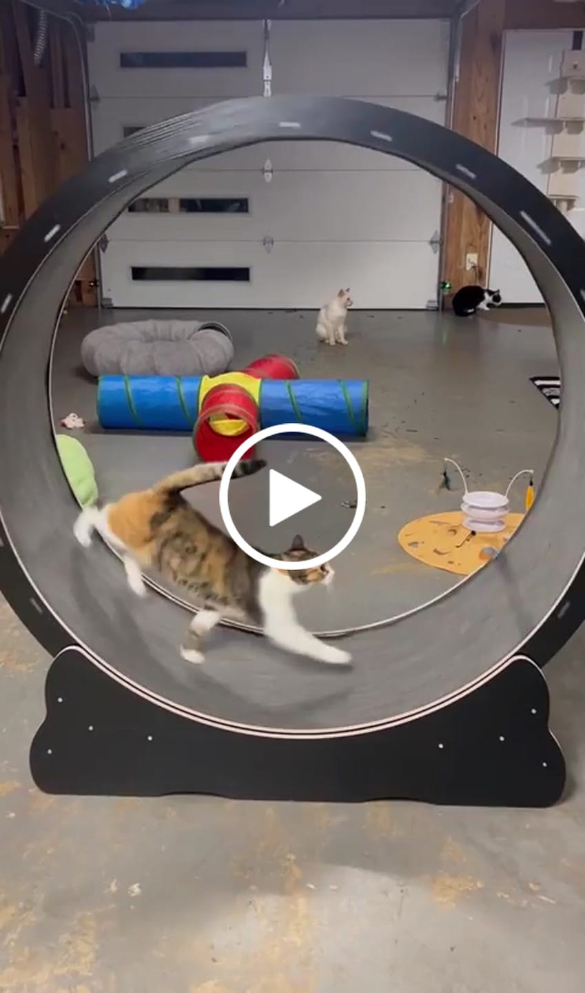 Customer video review of Nordic Beast Cat Wheel — Built for Large, High Energy Indoor Cats