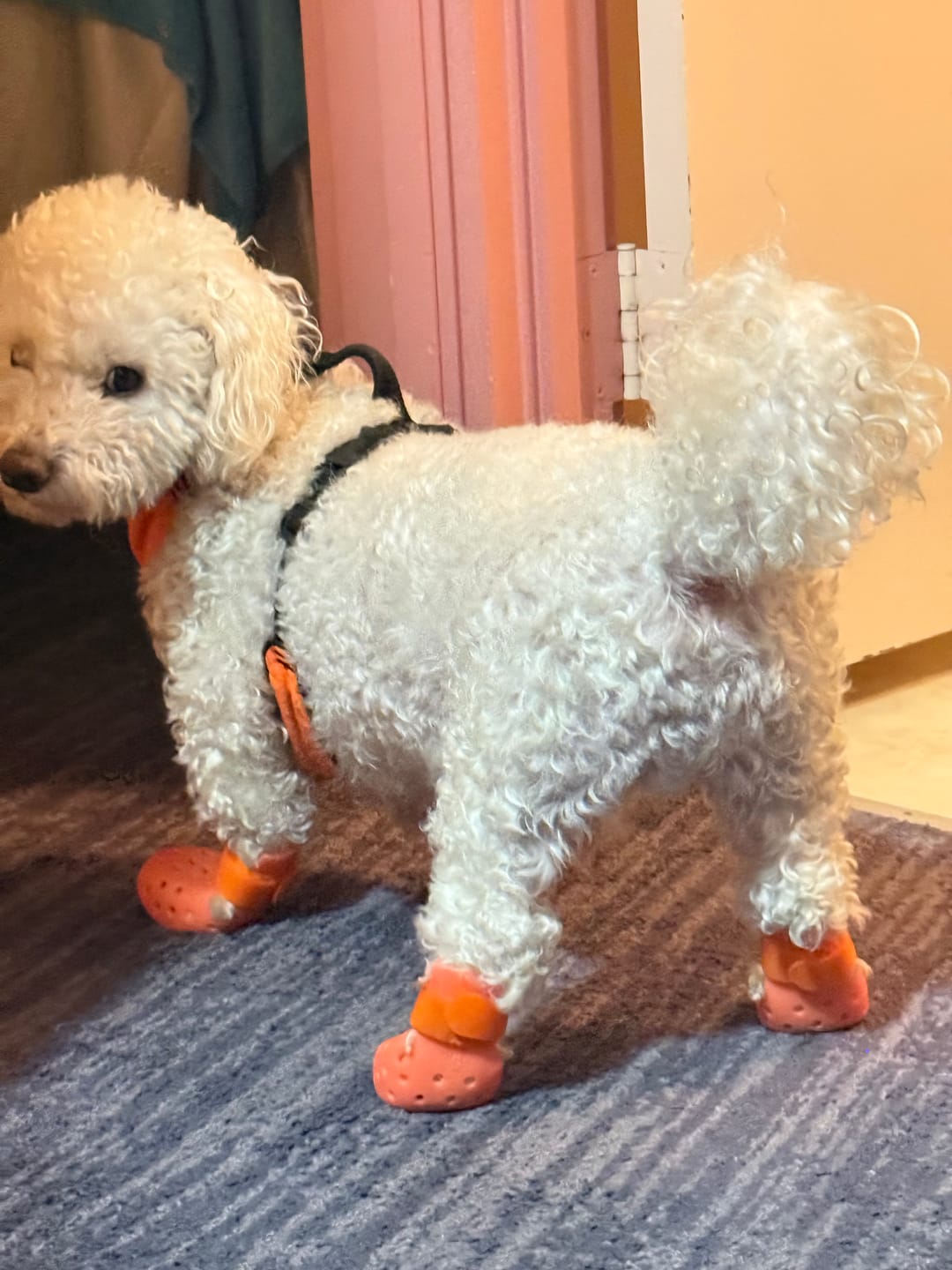 Customer photo review of WagWellies® Mojave Neon Orange