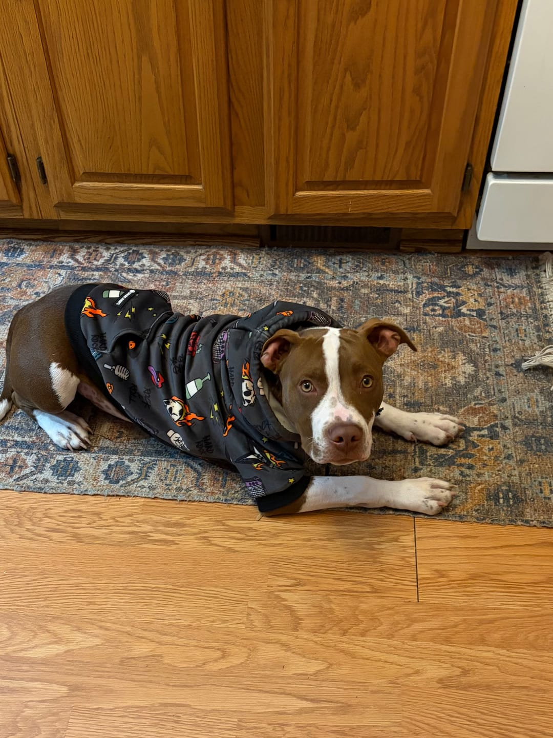 Customer photo review of Rock and Roll Dog Hoodie