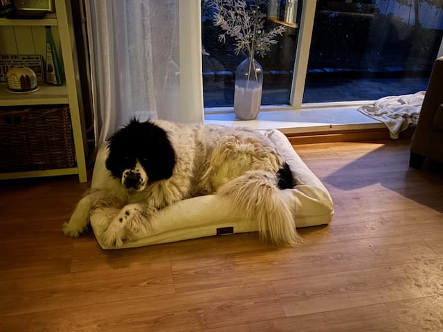 Customer photo review of Pet Perfect Orthopedische Hondenmand - Model 2