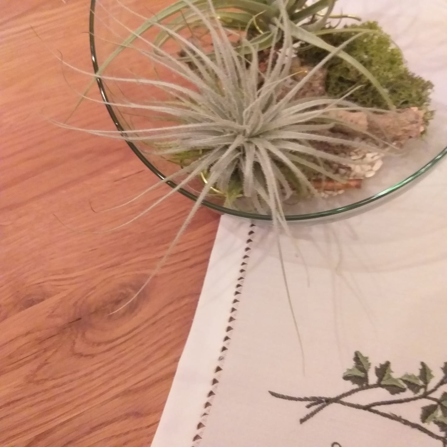 Customer photo review of Tillandsia tectorum "snow"