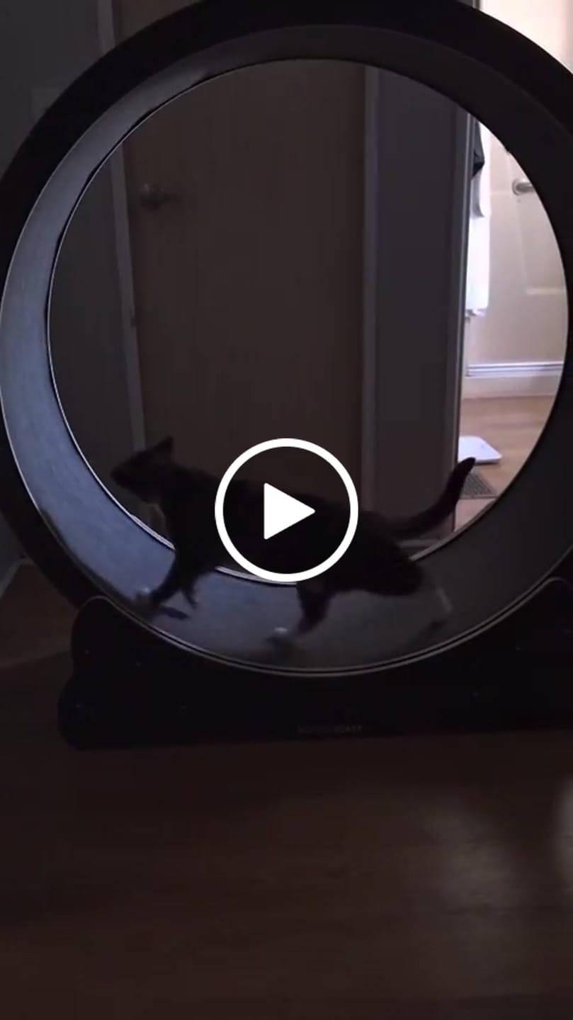 Customer video review of Nordic Beast Cat Wheel — Built for Large, High Energy Indoor Cats