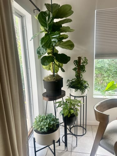A reviewer's collection of four healthy houseplants looking lush after using the Plant Food.