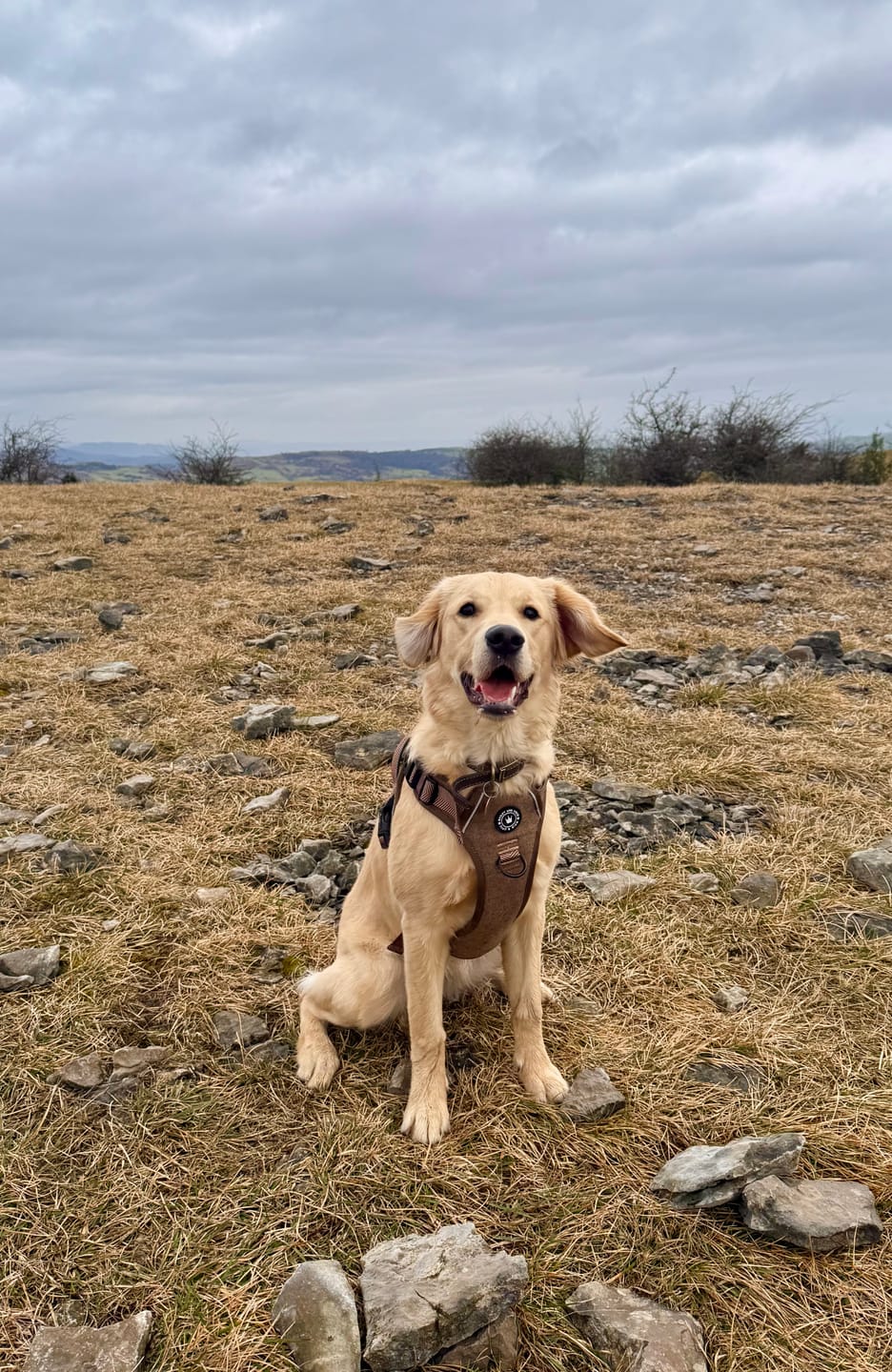 Customer photo review of Trail & Glow Tweed Dog Harness - Oxford Tweed