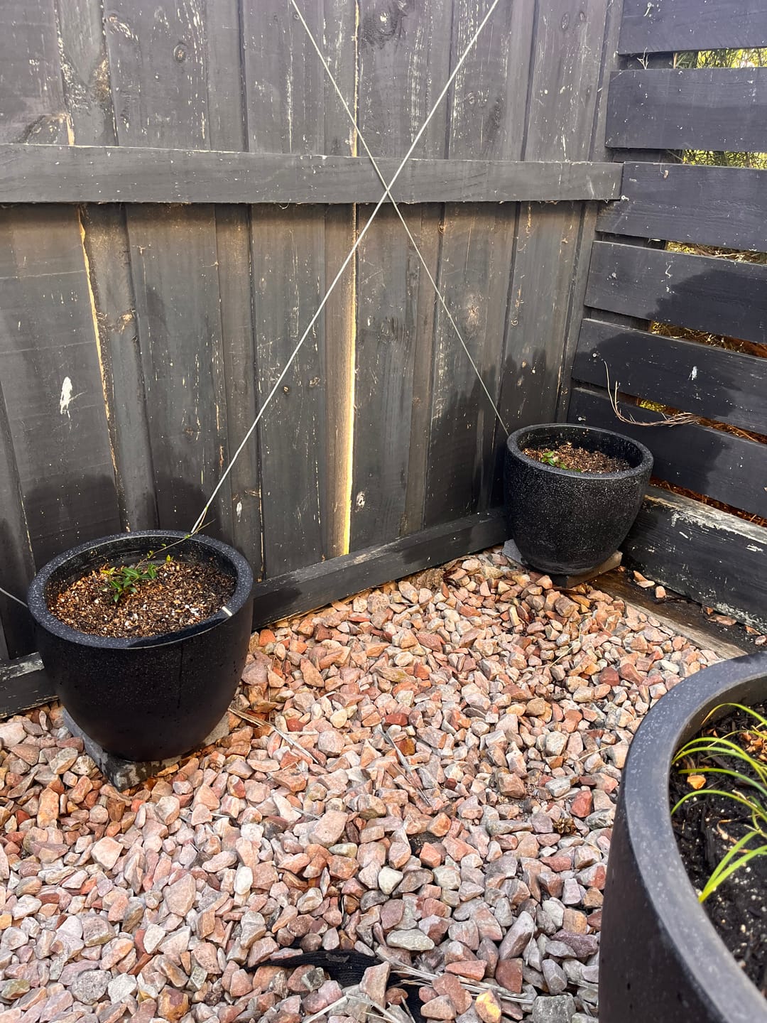 Customer photo review of Star Jasmine - Trachelospermum ‘Flat Mat’