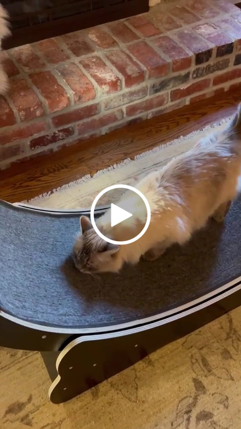 Customer video review of Nordic Beast Cat Wheel — Built for Large, High Energy Indoor Cats