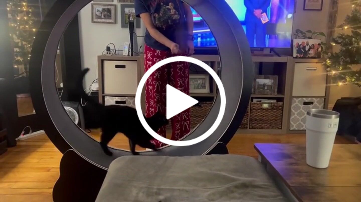 Customer video review of Nordic Beast Cat Wheel — Built for Large, High Energy Indoor Cats