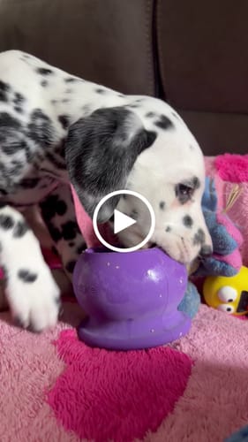 Customer video review of Bone Refills Dog Meat 90 Grams (4 Pack)®