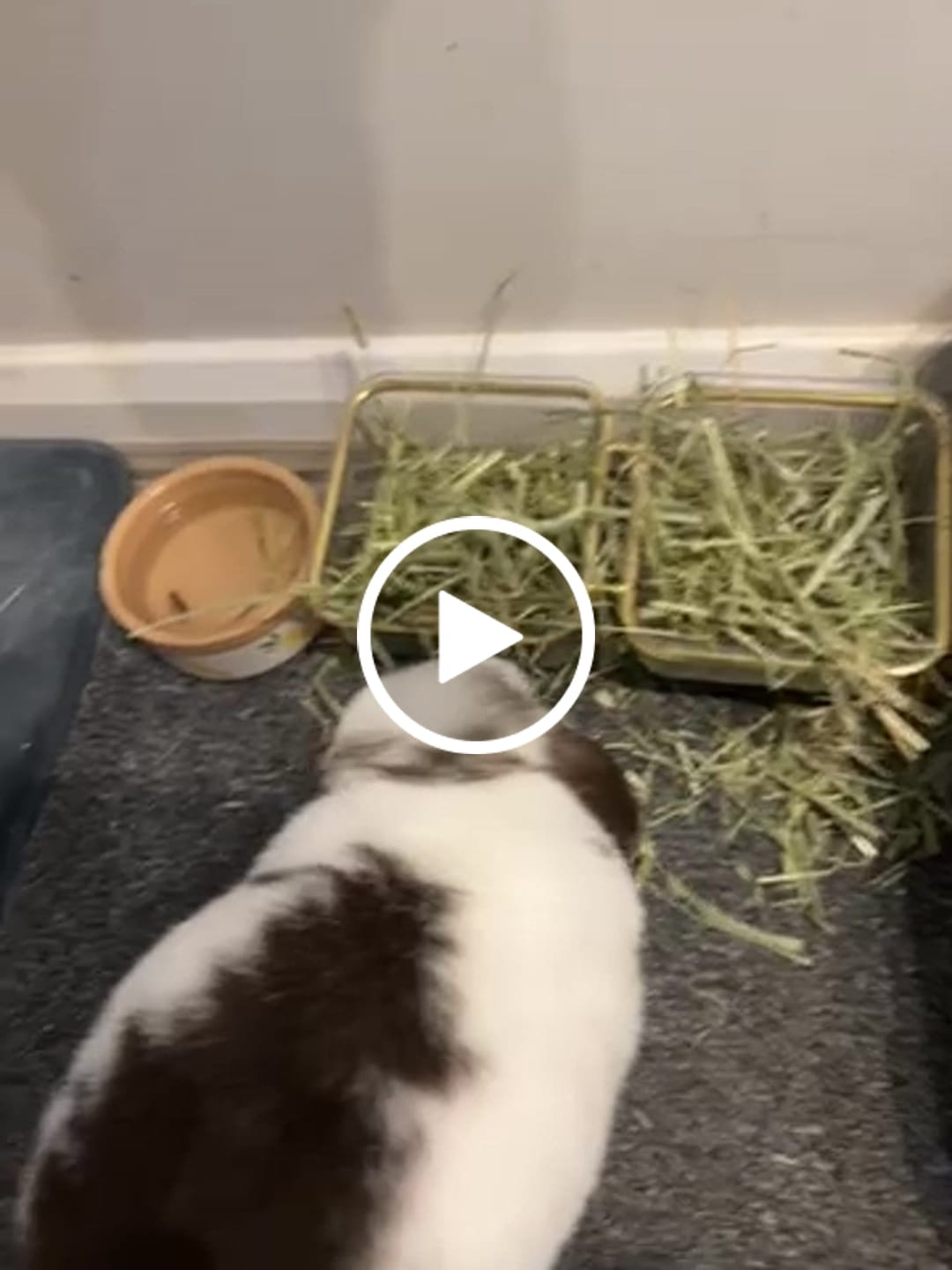 Customer video review of First Cut Timothy Hay - Ultra Premium Canadian Hay for Rabbits and Guinea Pigs