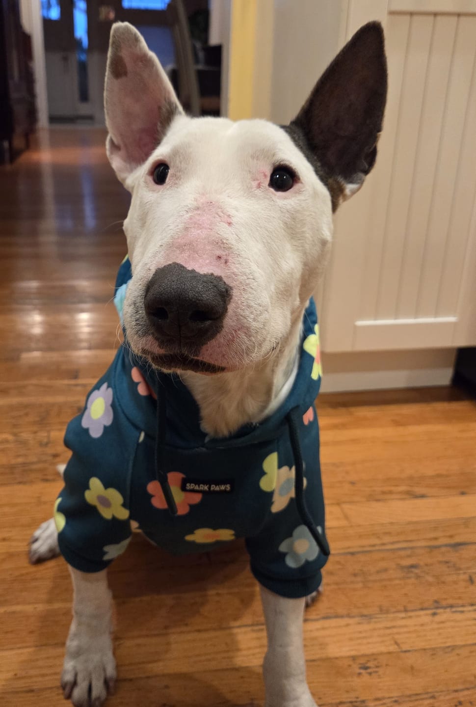 Customer photo review of Daisy Dog Hoodie - Green