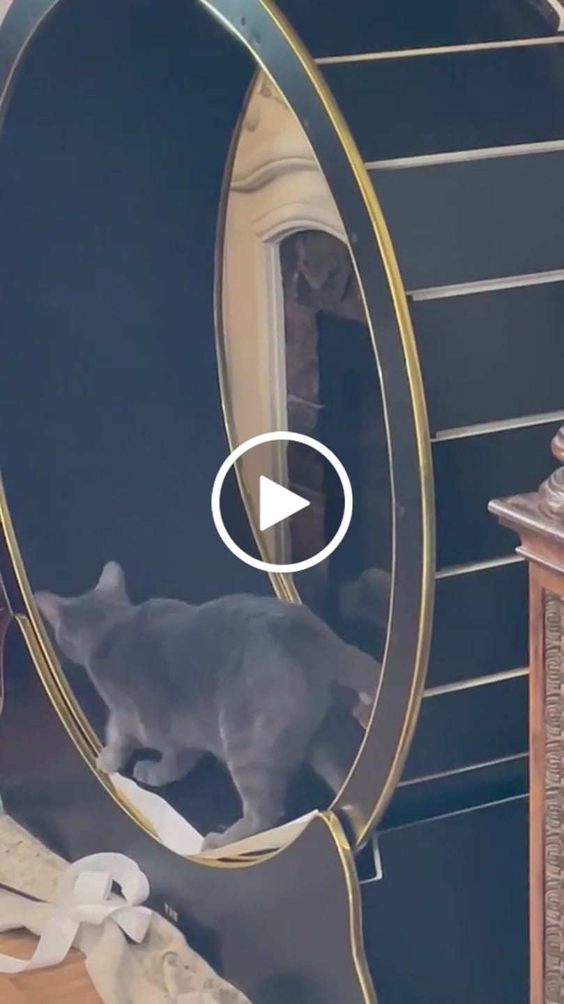 Customer video review of Nordic Beast Cat Wheel — Built for Large, High Energy Indoor Cats