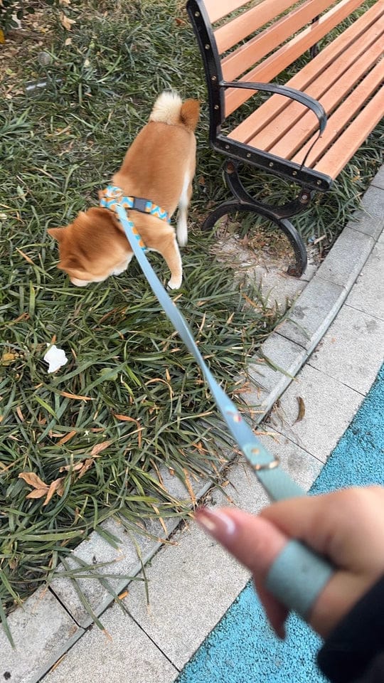 Customer photo review of Colorful PRO No Choke Dog Harness – X-Style Trachea Protection, Single or Set with a 3-in-1 Shock-Absorbing Leash