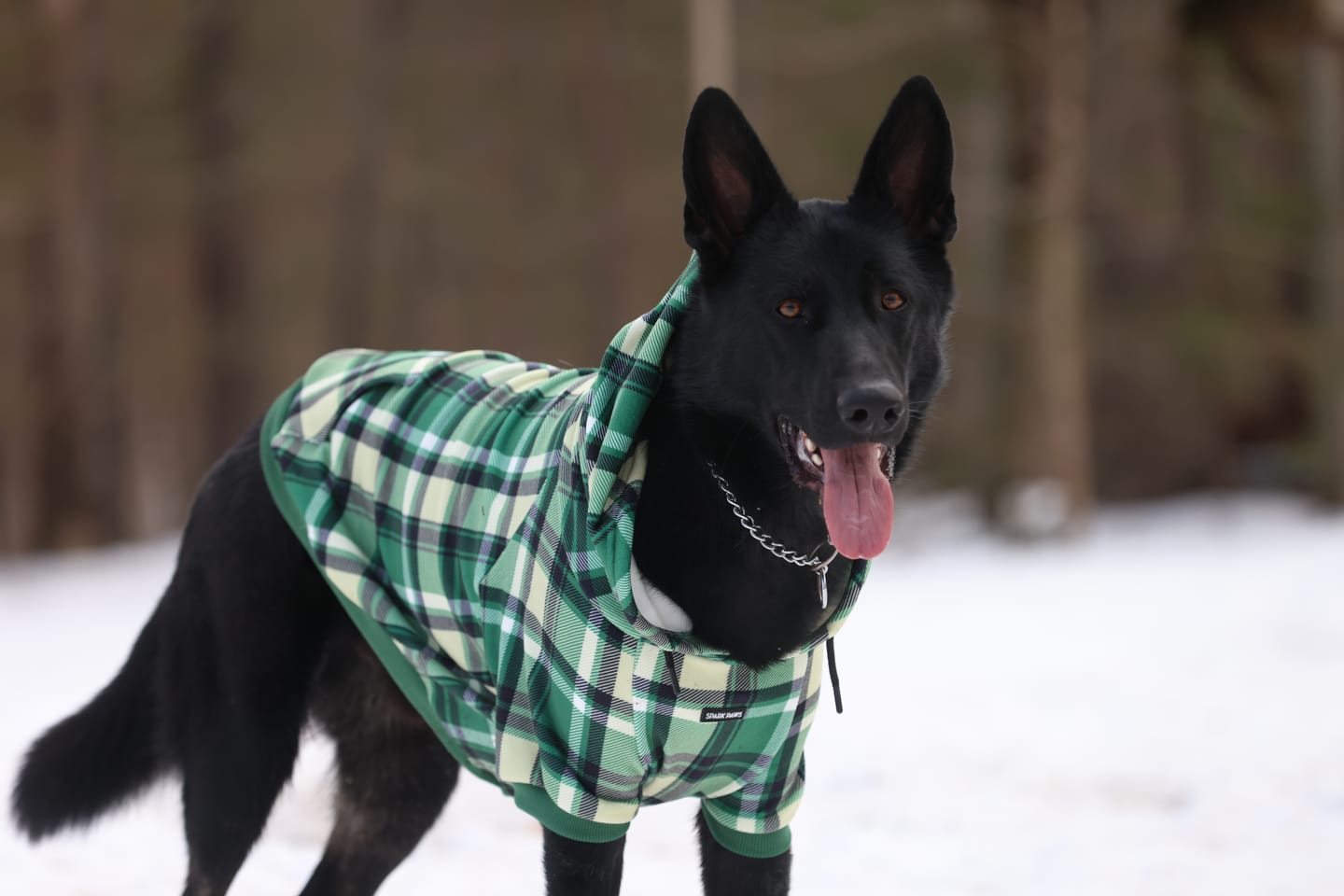 Customer photo review of Green Plaid Dog Hoodie
