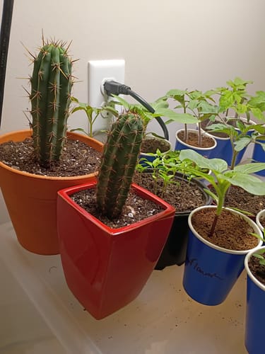 Customer photo review of Trichocereus Peruvianus | Peruvian Torch Cactus