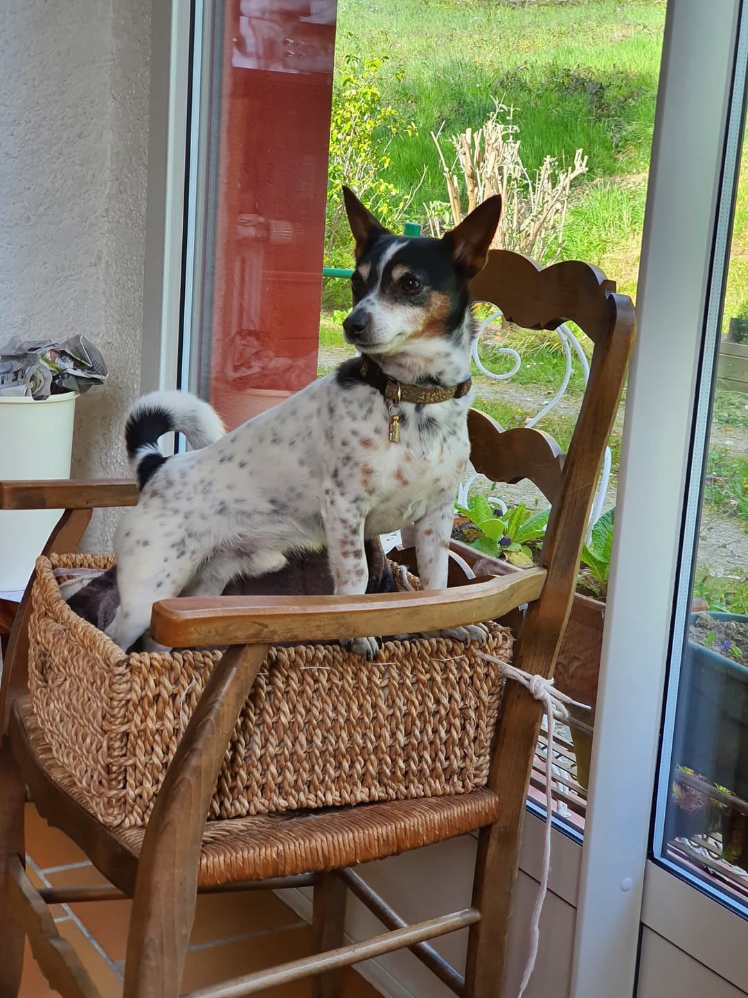 Customer photo review of Pâtée Volaille Fraîche & Légumes (x9) - Chien