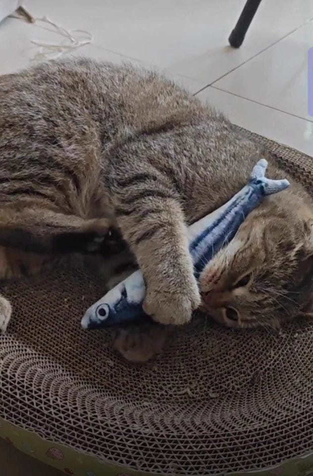 Customer photo review of 100% Natural Catnip Cat Toy