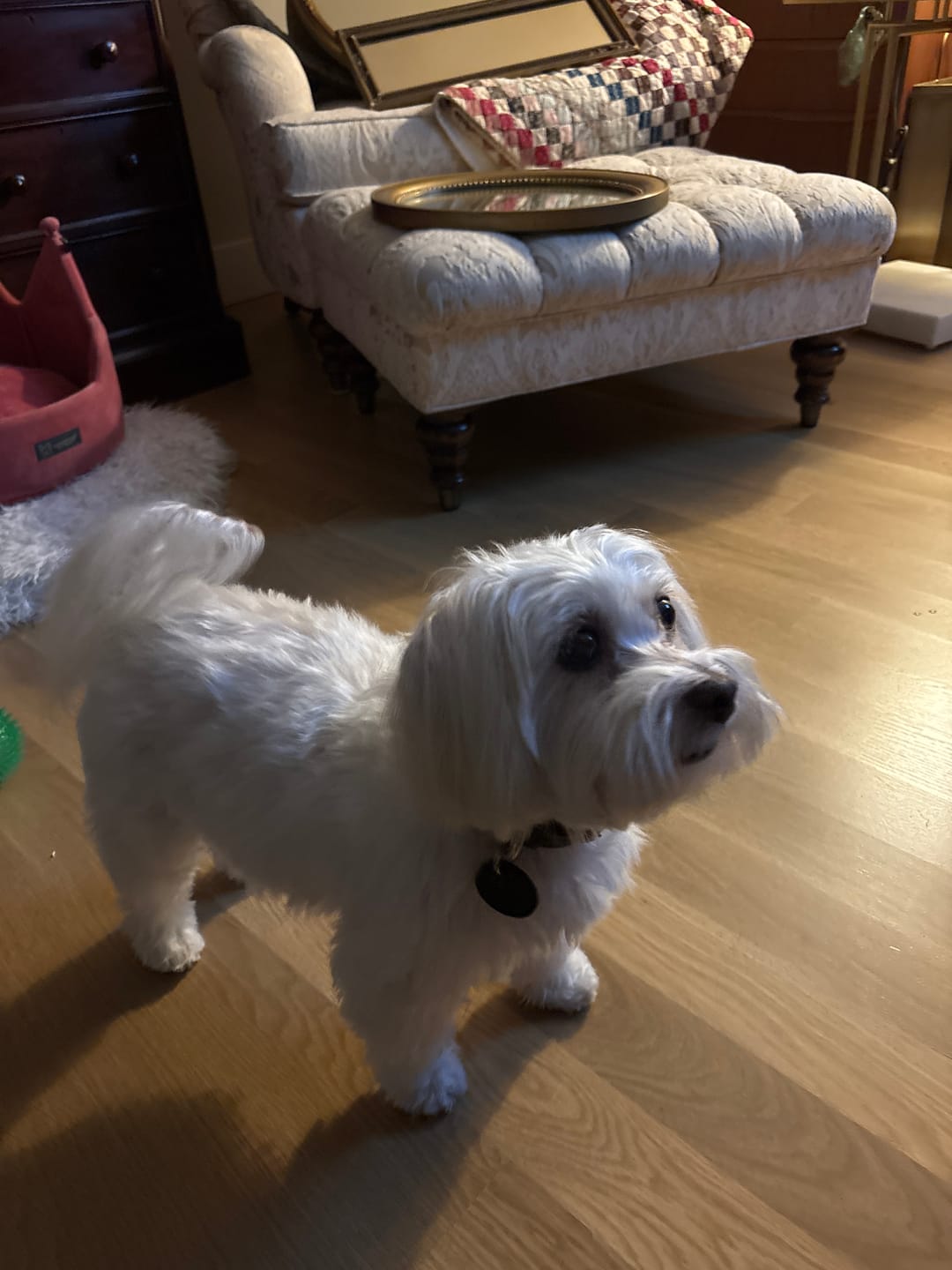 Customer photo review of Bark-Less Bites