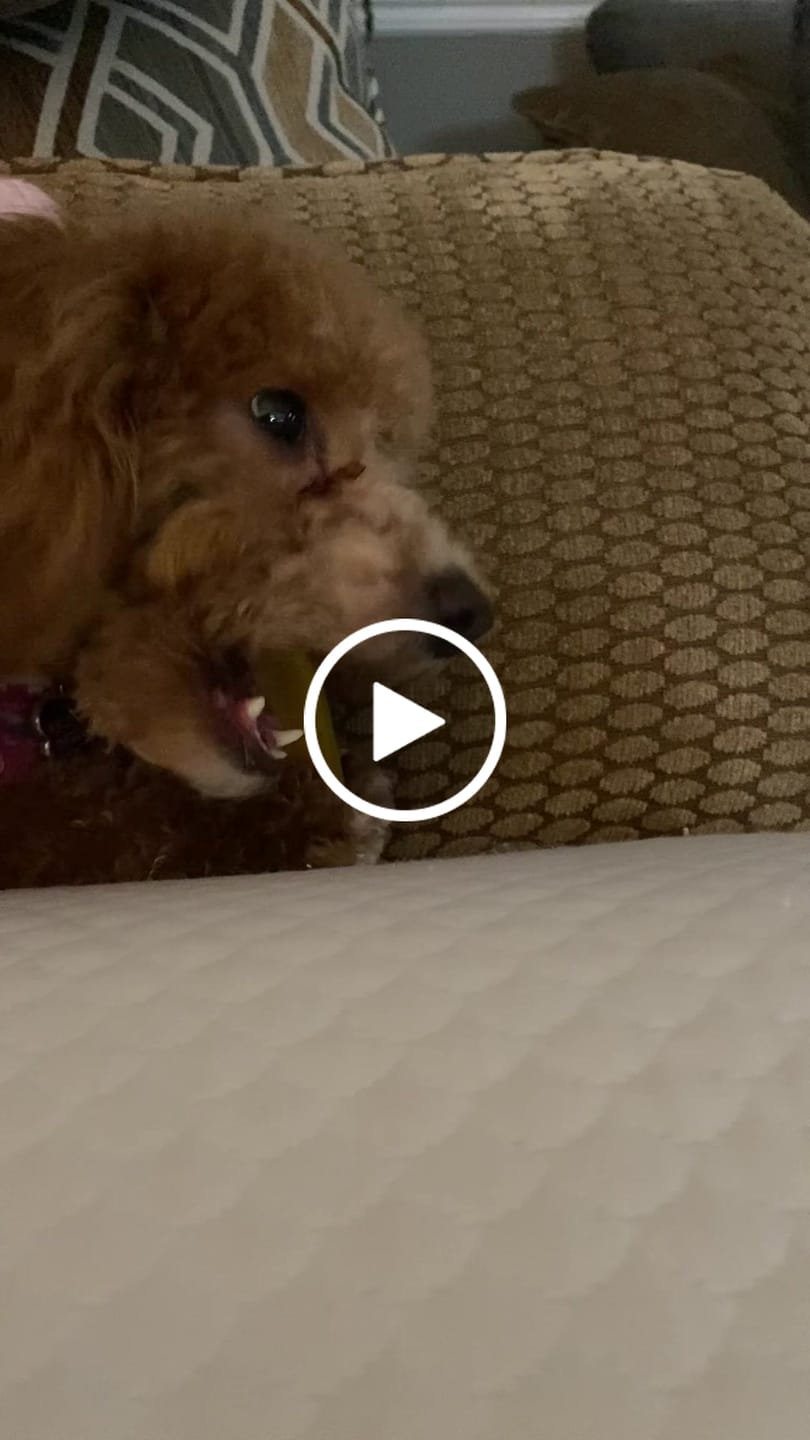 Customer video review of Bully Sticks 6-Inch Monster