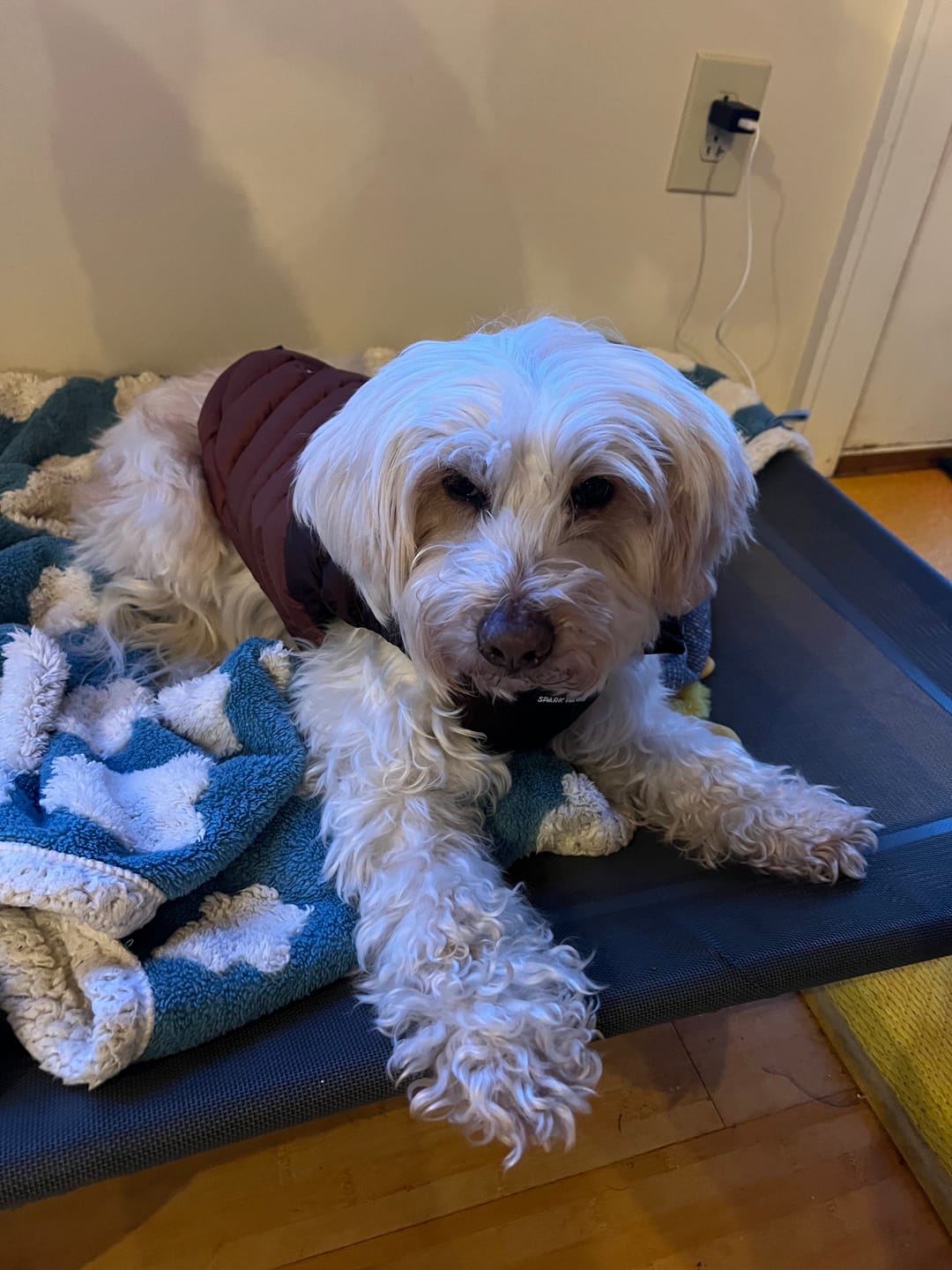 Customer photo review of PuffShield Winter Jacket - Brown