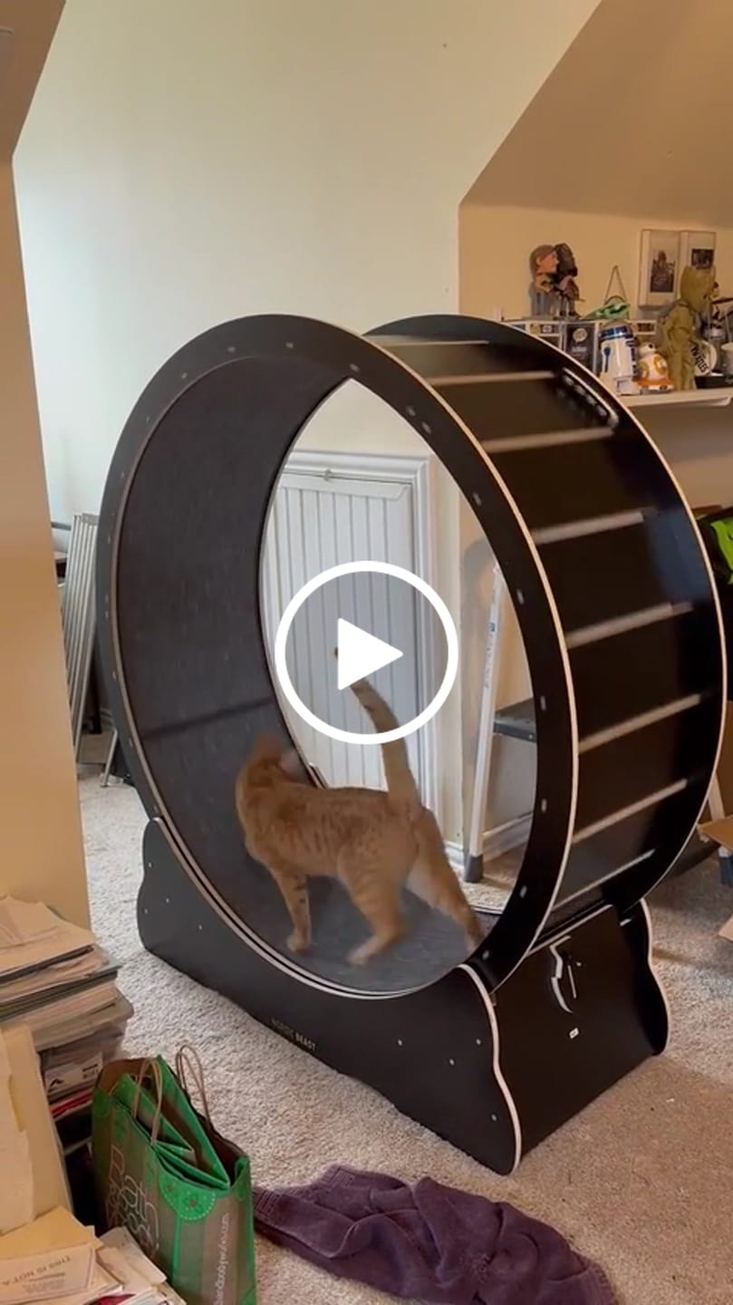 Customer video review of Nordic Beast Cat Wheel — Built for Large, High Energy Indoor Cats