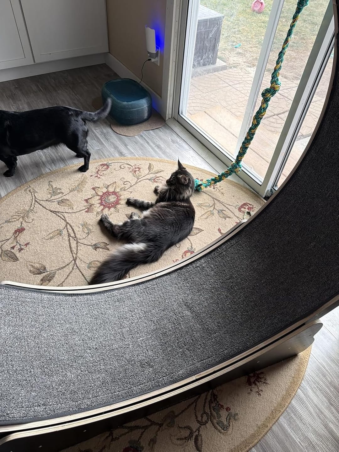 Customer photo review of Nordic Beast Cat Wheel — Built for Large, High Energy Indoor Cats