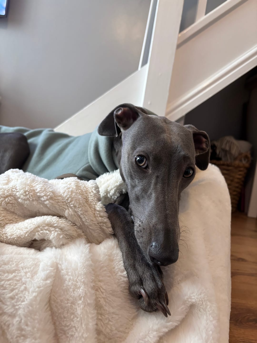 Customer photo review of Whippet Fleece