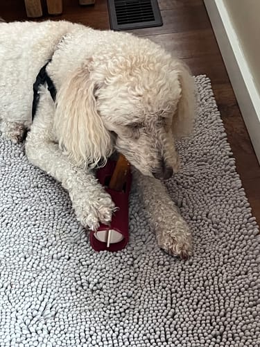 Customer's fluffy white dog lies on a rug, chewing a 5-6 Inch Collagen Stick from a red holder.