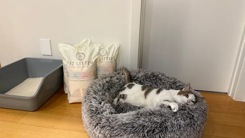 Customer photo review of 3 Month Supply - 1 Cat