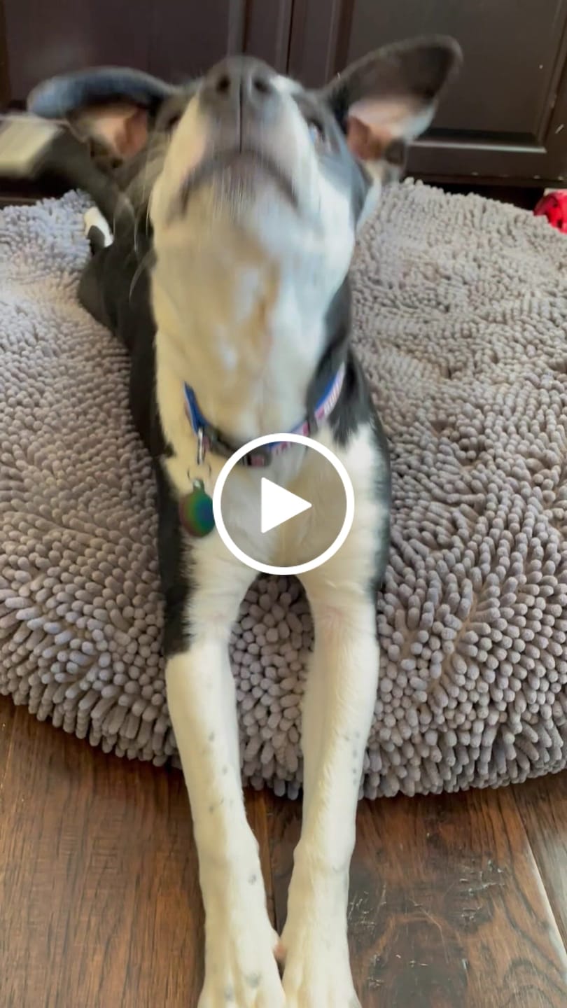 Customer video review of Regular/Unflavored Himalayan Yak Chews | 6-Sizes (for Small to Big Dogs)