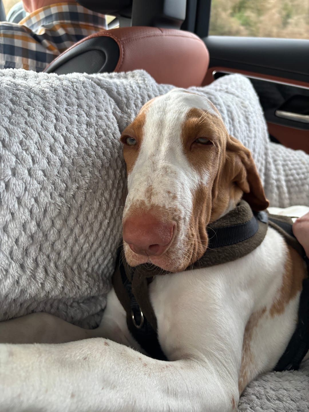Customer photo review of Travel Dog Pod XL - Now With Isofix